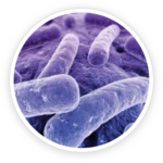 Kactobacillus Reuteri